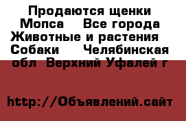 Продаются щенки Мопса. - Все города Животные и растения » Собаки   . Челябинская обл.,Верхний Уфалей г.